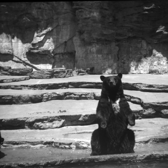 "Vintage Bear" by Zachary I Peabody - £10.00 "Vintage Bear" stock image