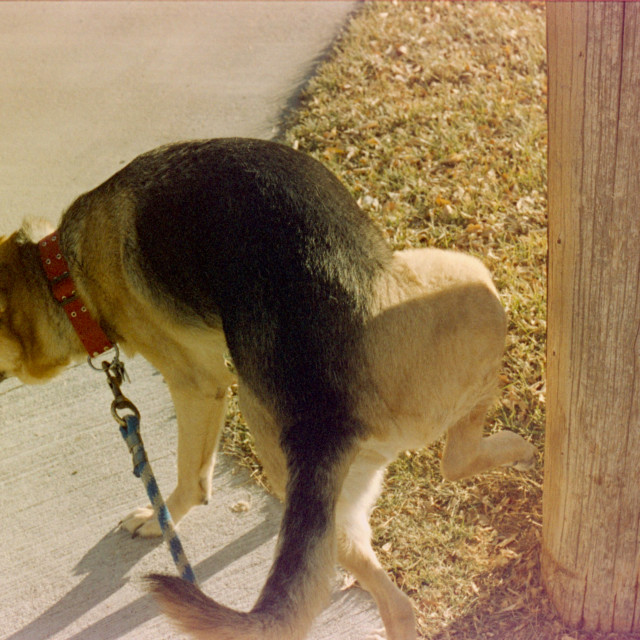 "Joel Missed the Pole" by Zachary I Peabody - £10.00 "Joel Missed the Pole" stock image
