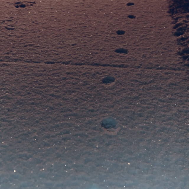 "Kitty Tracks in Fresh Snow" by Zachary I Peabody - £10.00 "Kitty Tracks in Fresh Snow" stock image