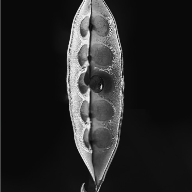 The Final Pea in the Pod License, download or print for £96.72