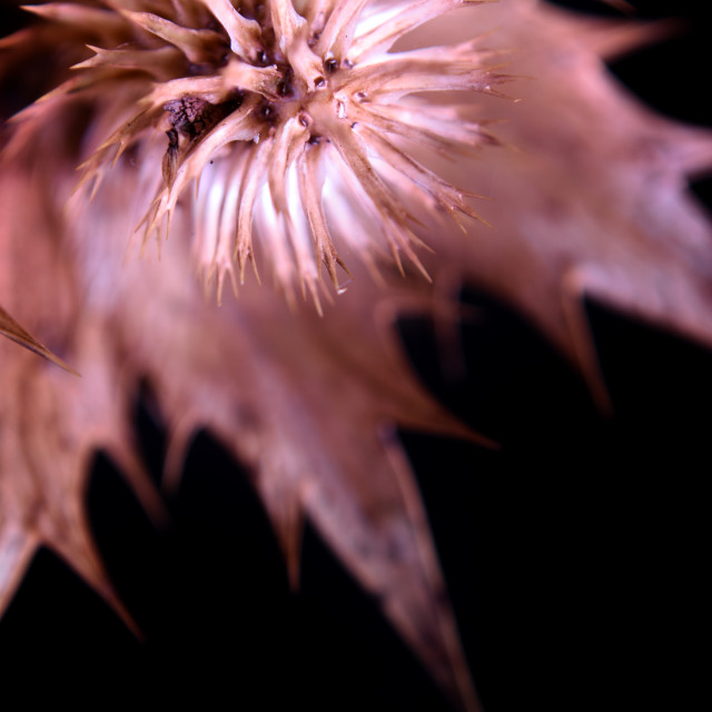 "Seed Collection I" stock image