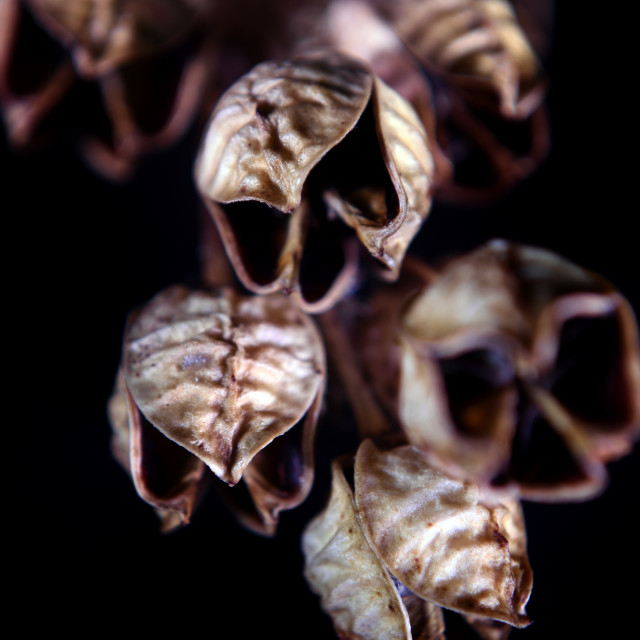 "Seed Collection VI" stock image