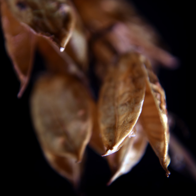 "Seed Collection VIII" stock image