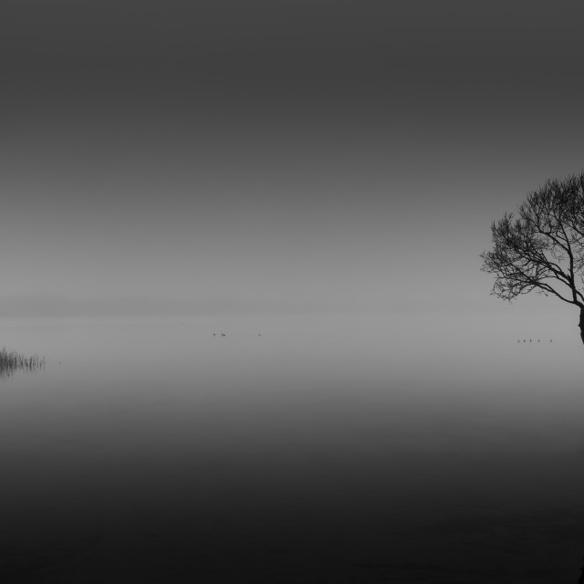 "Lone Tree" stock image