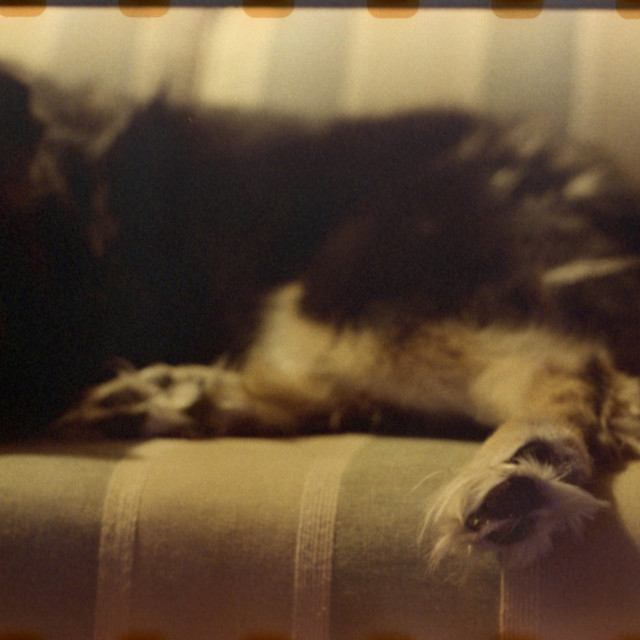 "Dog Foot" by Zachary I Peabody - £10.00 "Dog Foot" stock image