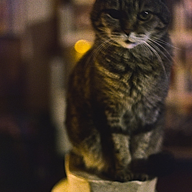"Cat on Pedestal" by Zachary I Peabody - £10.00 "Cat on Pedestal" stock image