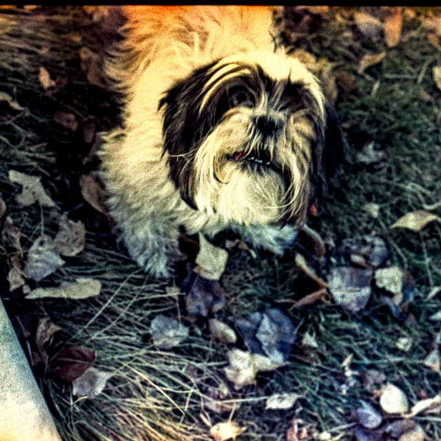 "Puppy Dog" by Zachary I Peabody - £10.00 "Puppy Dog" stock image