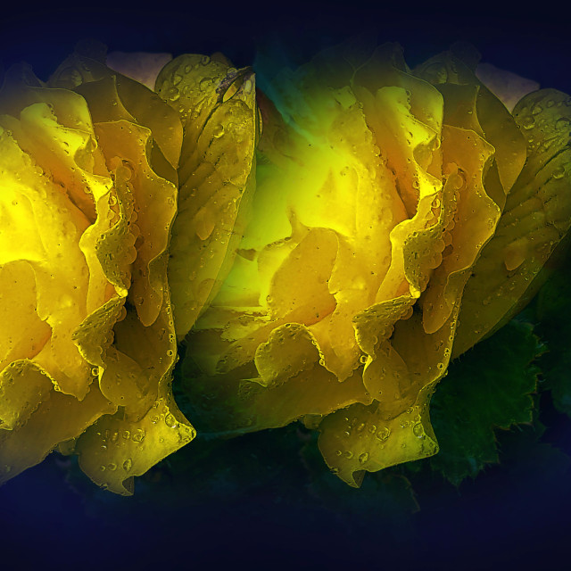 "Yellow Flowers" stock image