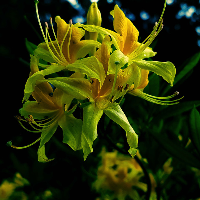 "Yellow Flowers" stock image