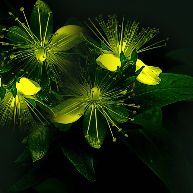 "Yellow Flowers" stock image