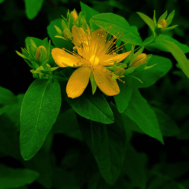 "Yellow Flower" stock image