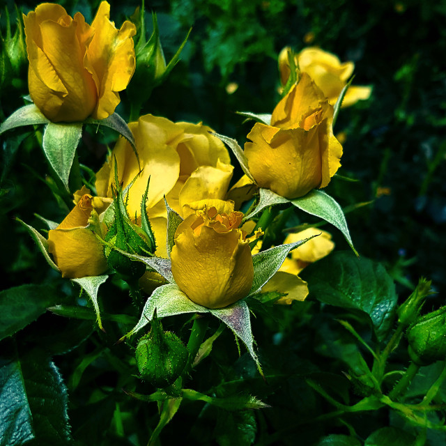 "Yellow Roses" stock image