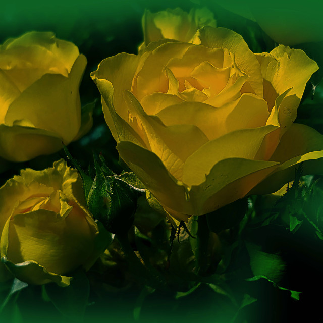 "Yellow Roses" stock image