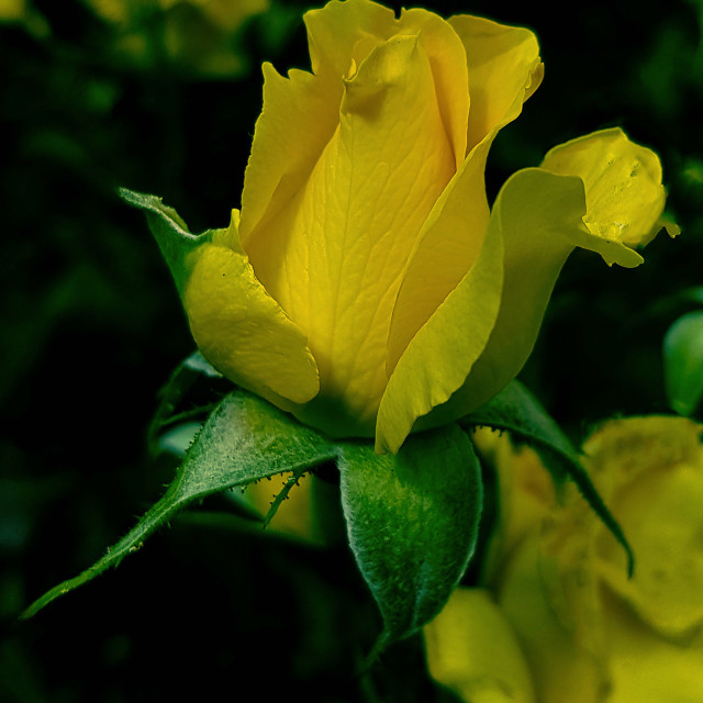 "Single yellow Rose" stock image