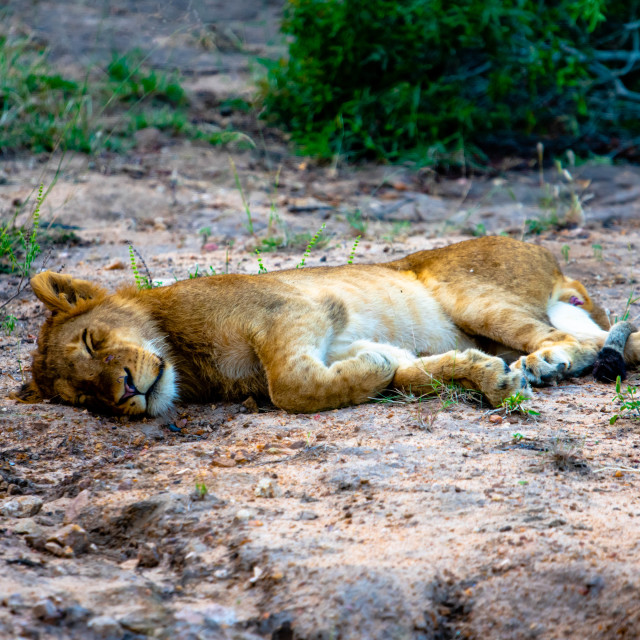 "Resting Lion Cub" stock image