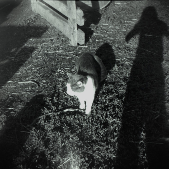 "Cat w/ Photographer's Shadow" by Zachary I Peabody - £10.00 "Cat w/ Photographer's Shadow" stock image
