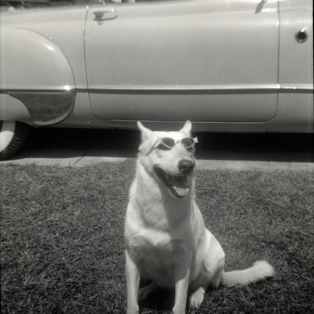 "Good Boy with Glasses in front of an old car" by Zachary I Peabody - £10.00 "Good Boy with Glasses in front of an old car" stock image