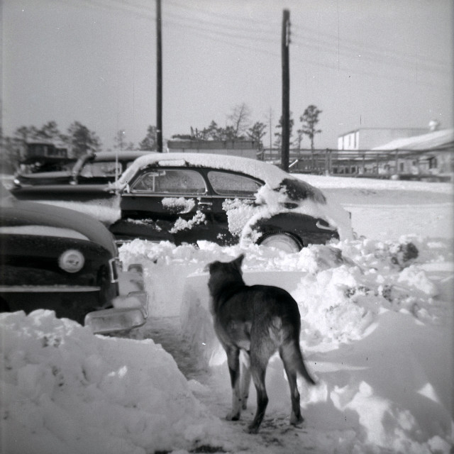 "Deep snow and a Good Boy" by Zachary I Peabody - £10.00 "Deep snow and a Good Boy" stock image