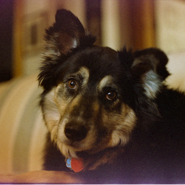 "Ellie, the Good Girl" by Zachary I Peabody - £10.00 "Ellie, the Good Girl" stock image