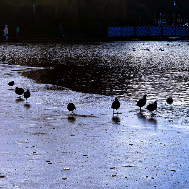 "Birds on a frozen pond" stock image