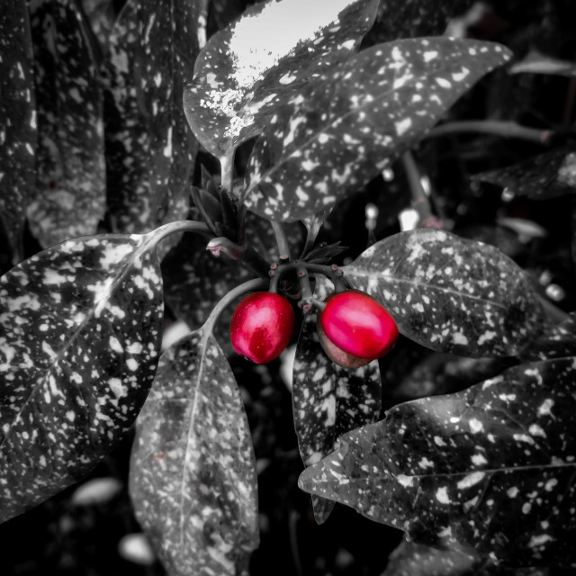 "Winter berries" stock image