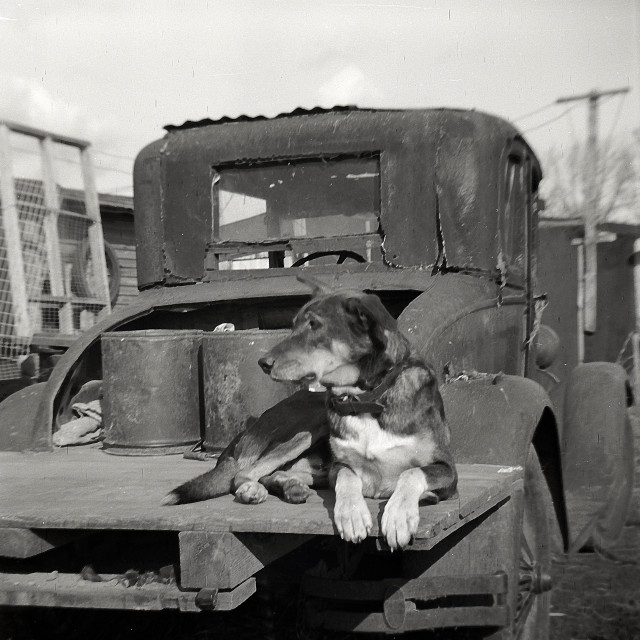 "Dog on Flatbed 1940" by Zachary I Peabody - £10.00 "Dog on Flatbed 1940" stock image
