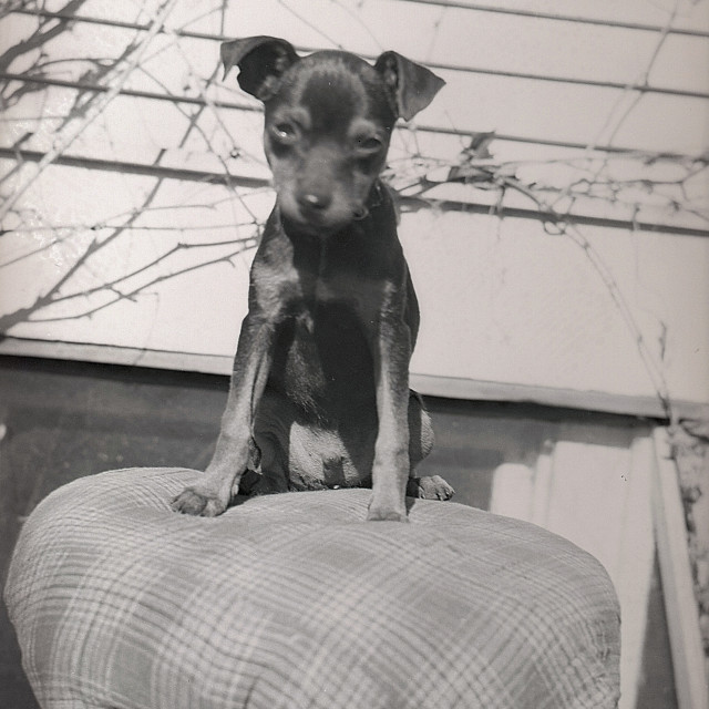"Vintage puppy dog" by Zachary I Peabody - £10.00 "Vintage puppy dog" stock image