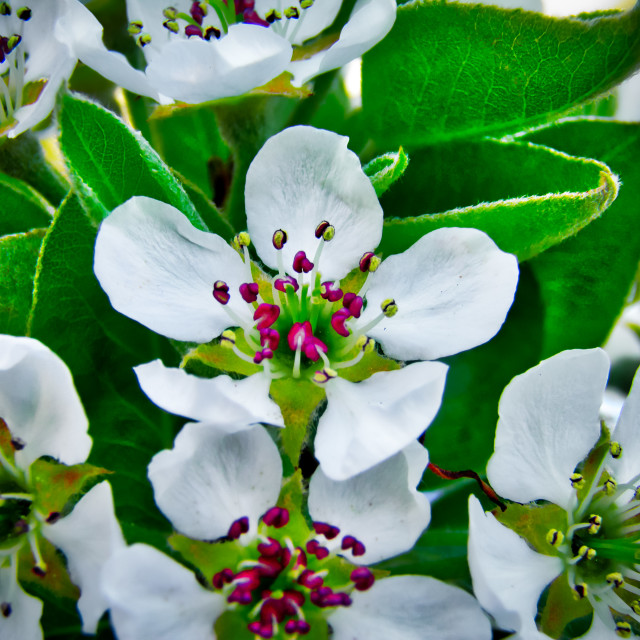 "Apple Blossom" stock image