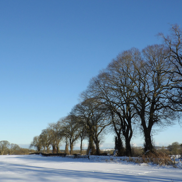 "Trees of Life" stock image