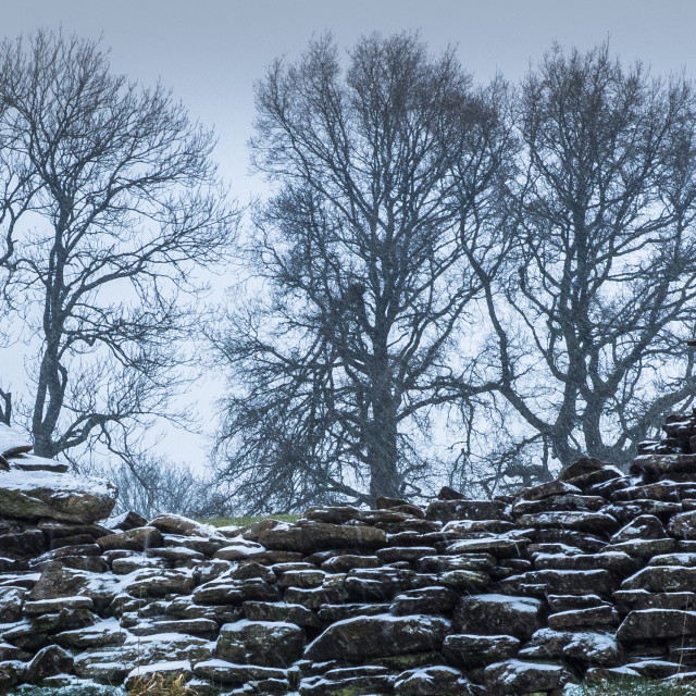 "Trio of trees" stock image