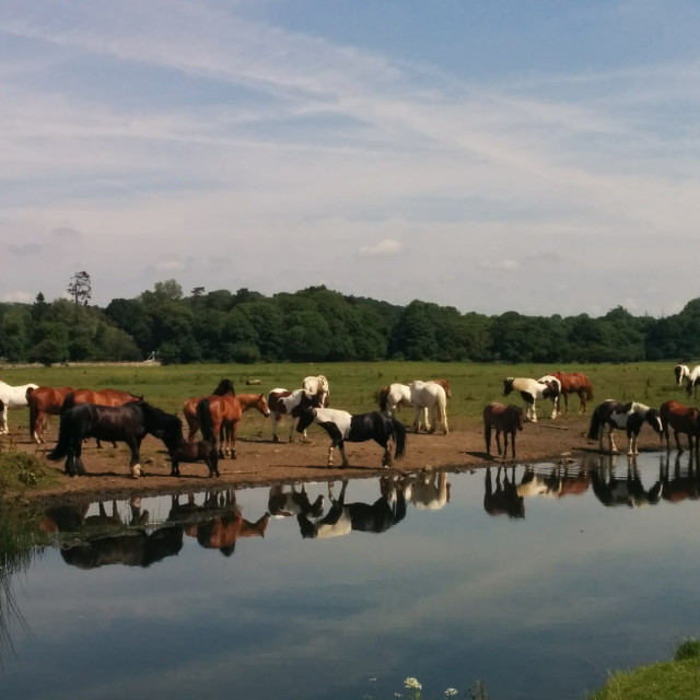 "Watering Hole" stock image