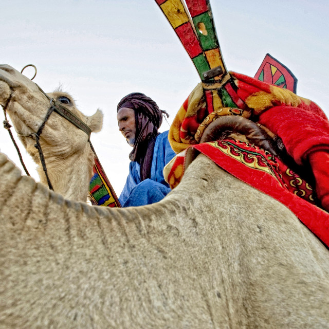 "Touareg man and camels; near Timbuktu, Mali" stock image