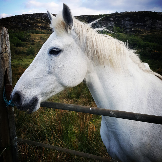 "Connemara pony!" stock image