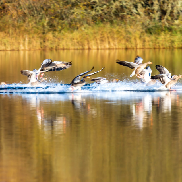 "Greylags landing" stock image