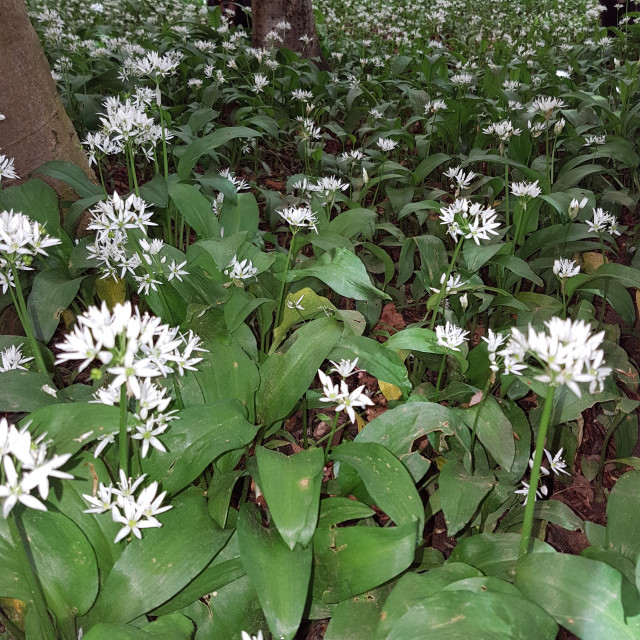 "Wild Garlic" stock image