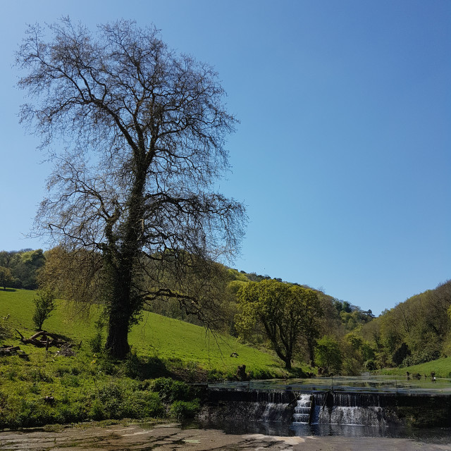 "Salmon Leaps Walk" stock image