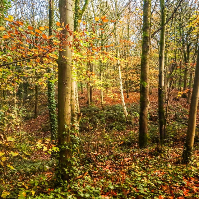 "The Woodland at Speke Hall near Liverpool" stock image