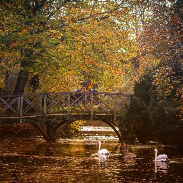 "Two Swans on the lake in Birkenhead Park" stock image