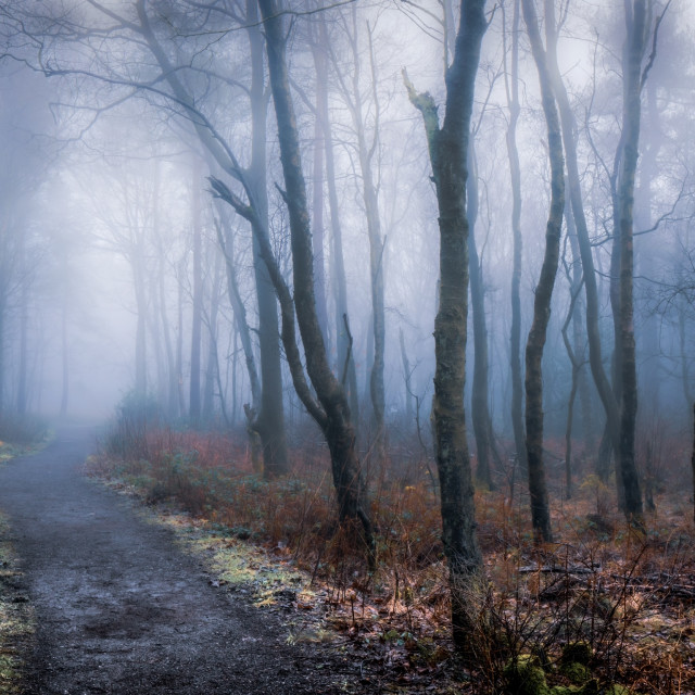 "Misty Woodland" by Andrew Gray Photography - £30.00 "Misty Woodland" stock image