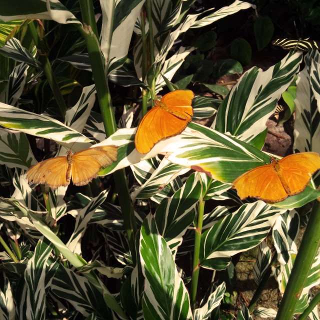 "Butterfly Conservatory" stock image