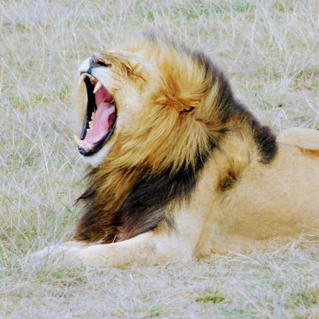 "Yawning lion" stock image