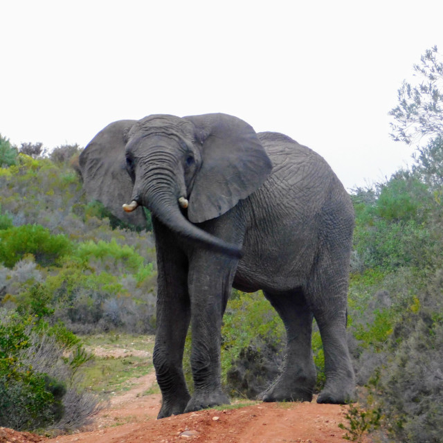 "African elephant" stock image