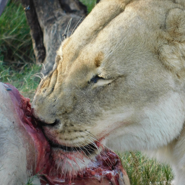 "Dining lioness" stock image