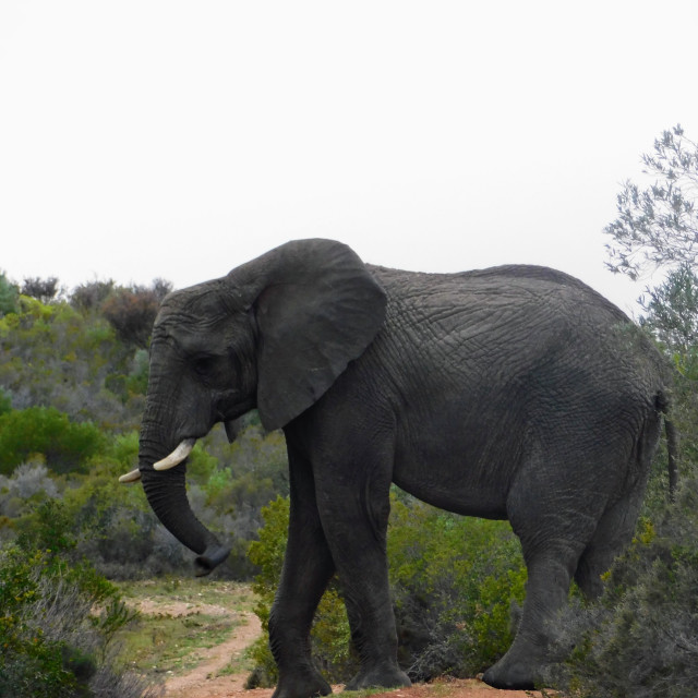 "African elephant" stock image