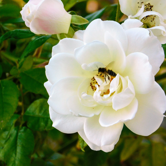 "Bee on white flower" stock image