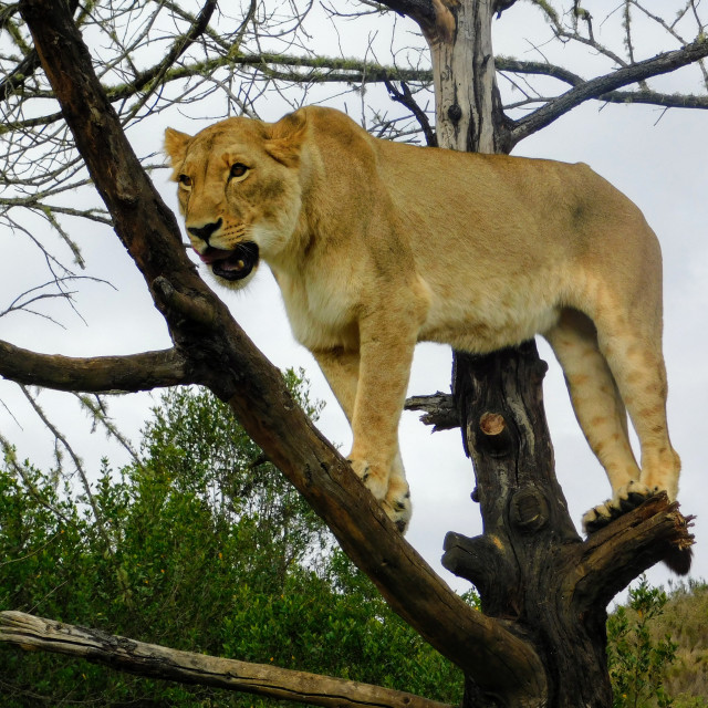 "African lioness, perched in tree" stock image