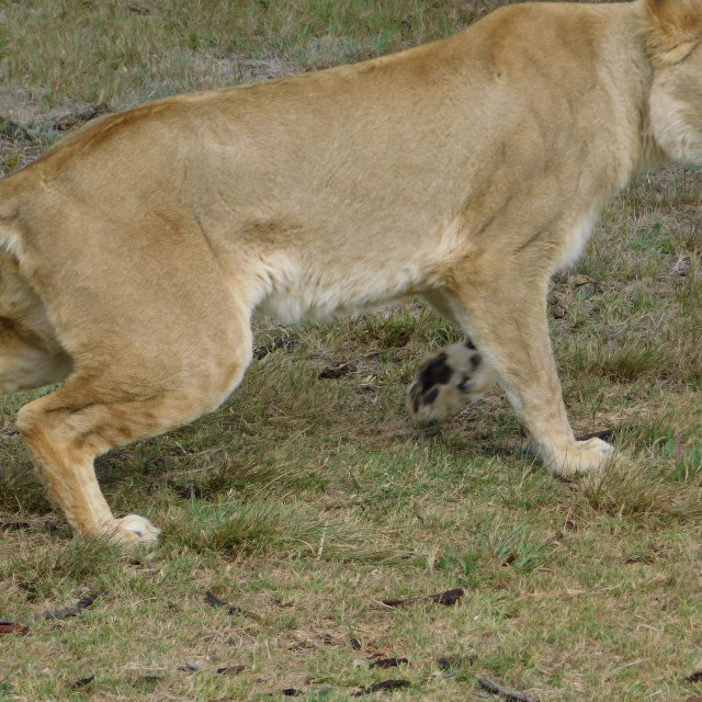 "African lioness" stock image