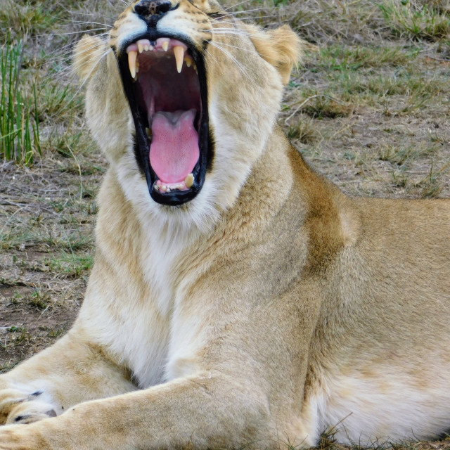 "Yawning African lioness" stock image