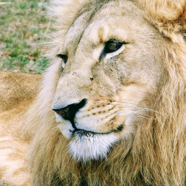 "Close-up of African lion" stock image