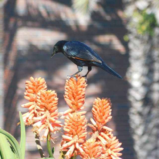 "Black bird on orange flowers" stock image